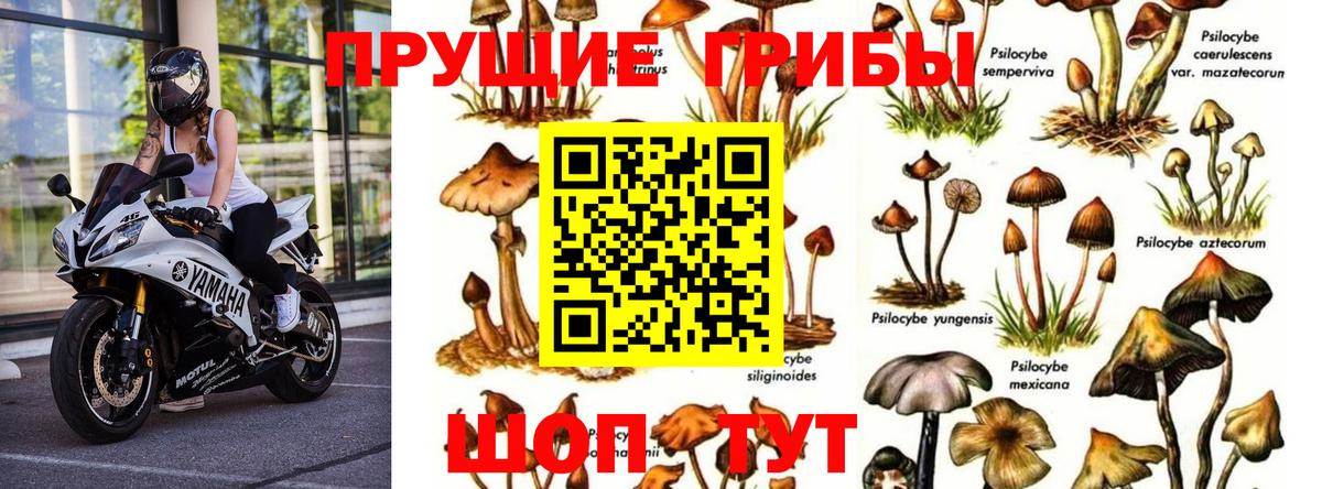 Майский  Галлюциногенные грибы Psilocybe  где купить наркоту  Вход с VPN 